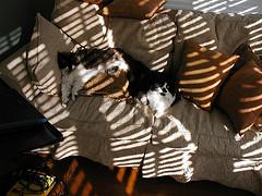 sunny couch