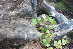 salal plant