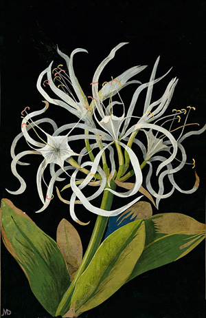 "Pancratium Maritinum" by Mary Delany